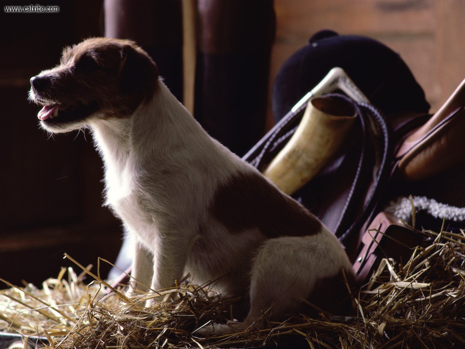 Jack Russell Terrier - HD Wallpaper 