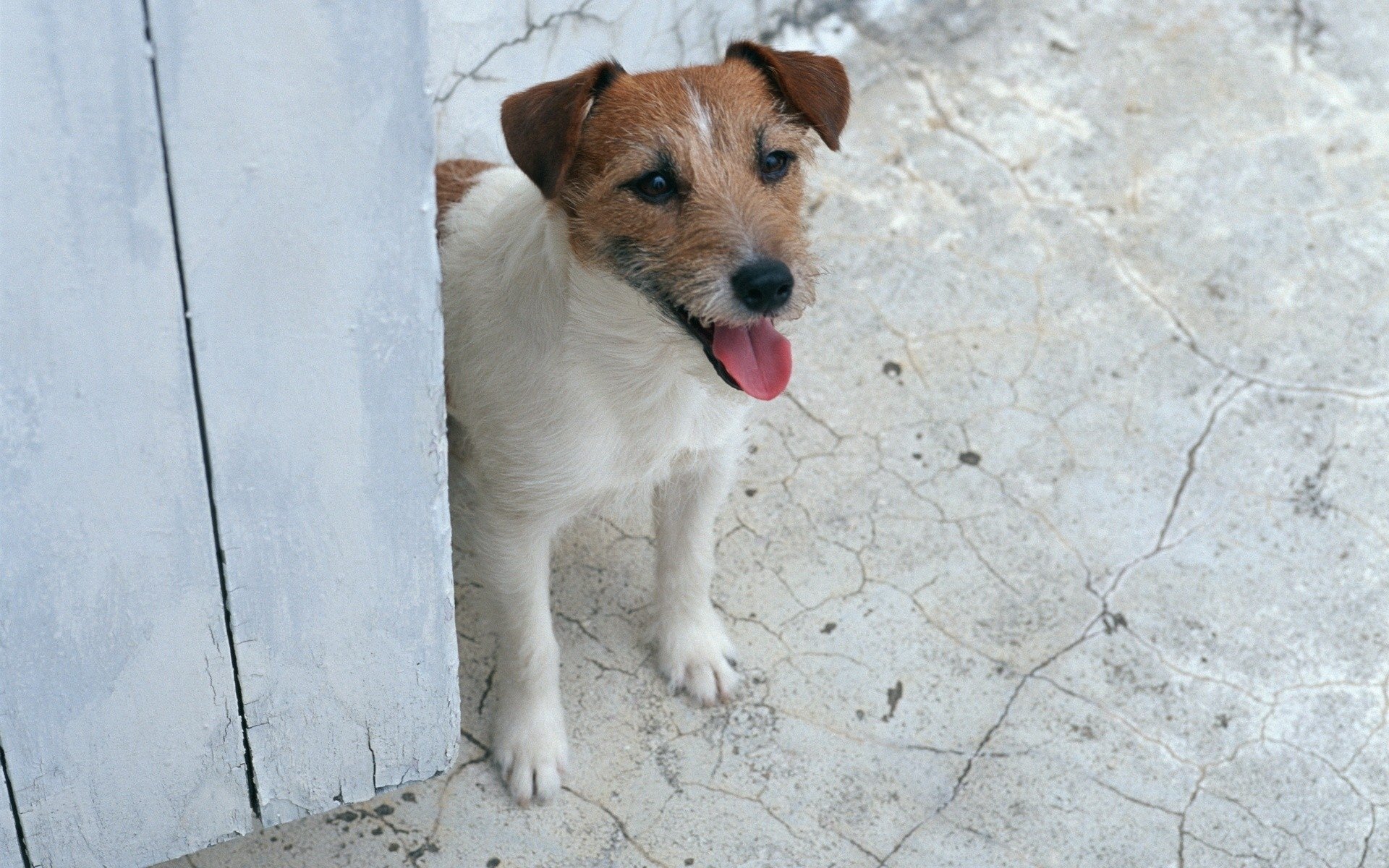 Free Download Jack Russell Terrier Wallpaper Id - Jack Russell Terrier - HD Wallpaper 