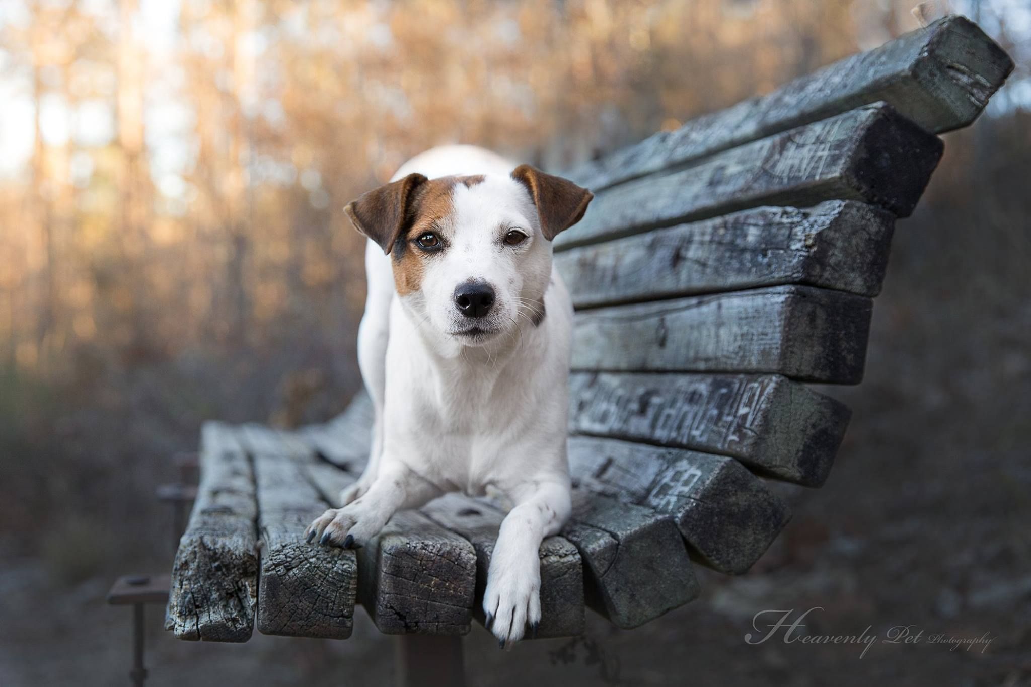 Jack Russell Wallpaper Winter - HD Wallpaper 