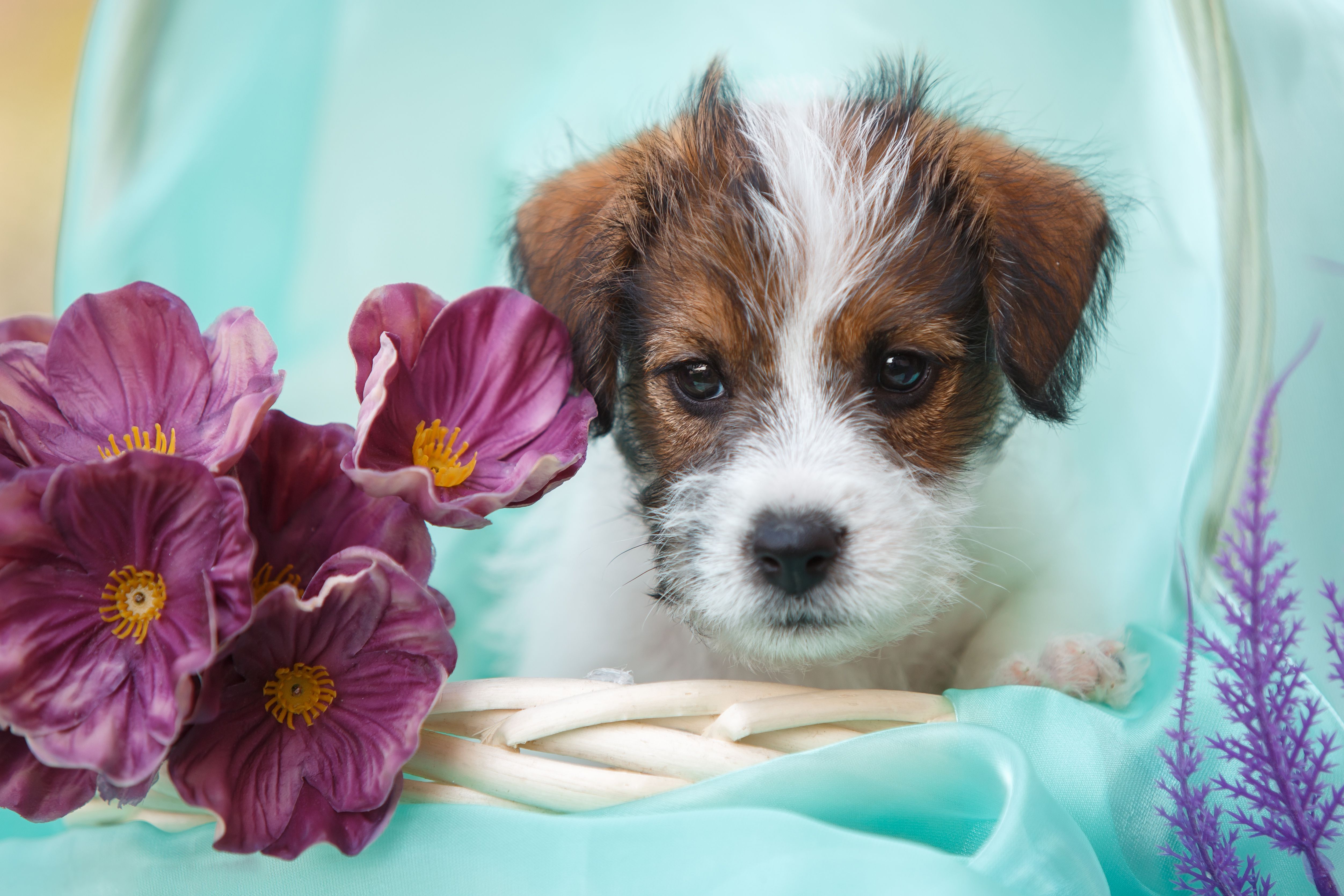 Jack Russell Terrier - HD Wallpaper 