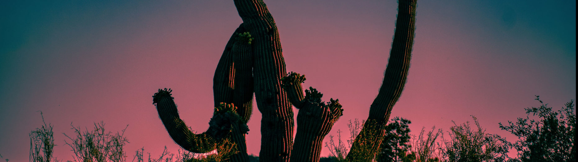 Acanthocereus Tetragonus - HD Wallpaper 