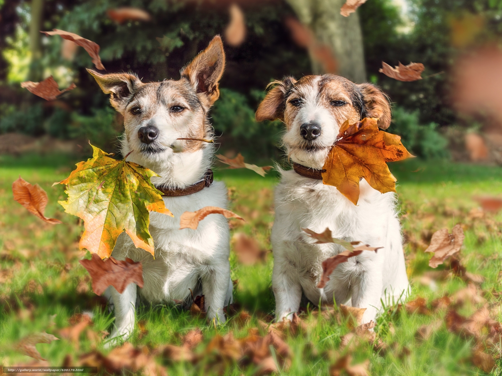 Download Wallpaper Jack Russell Terrier, Dog, Couple, - Jack Russell Terrier Couple - HD Wallpaper 