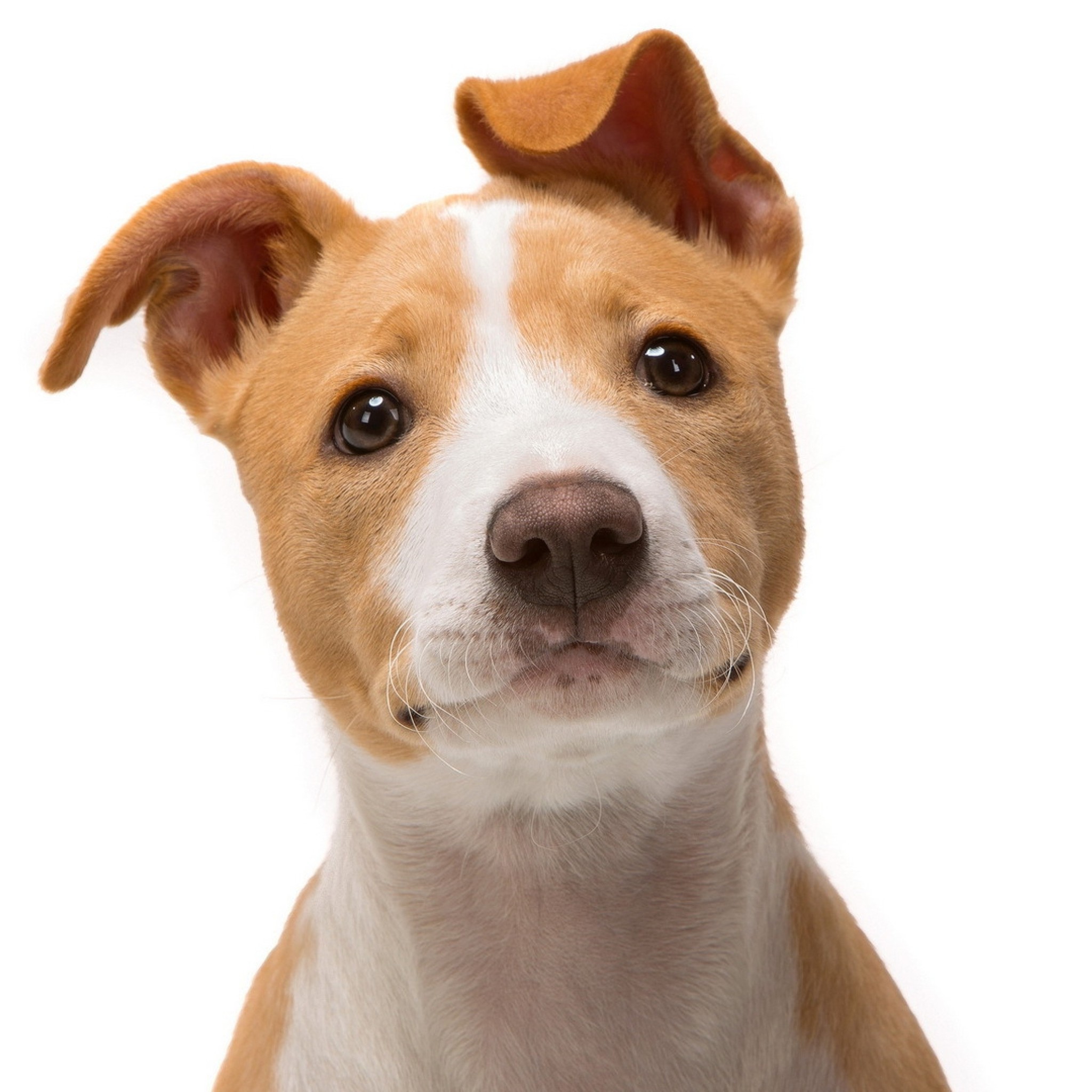 Mishiko Dog Collar Site - HD Wallpaper 