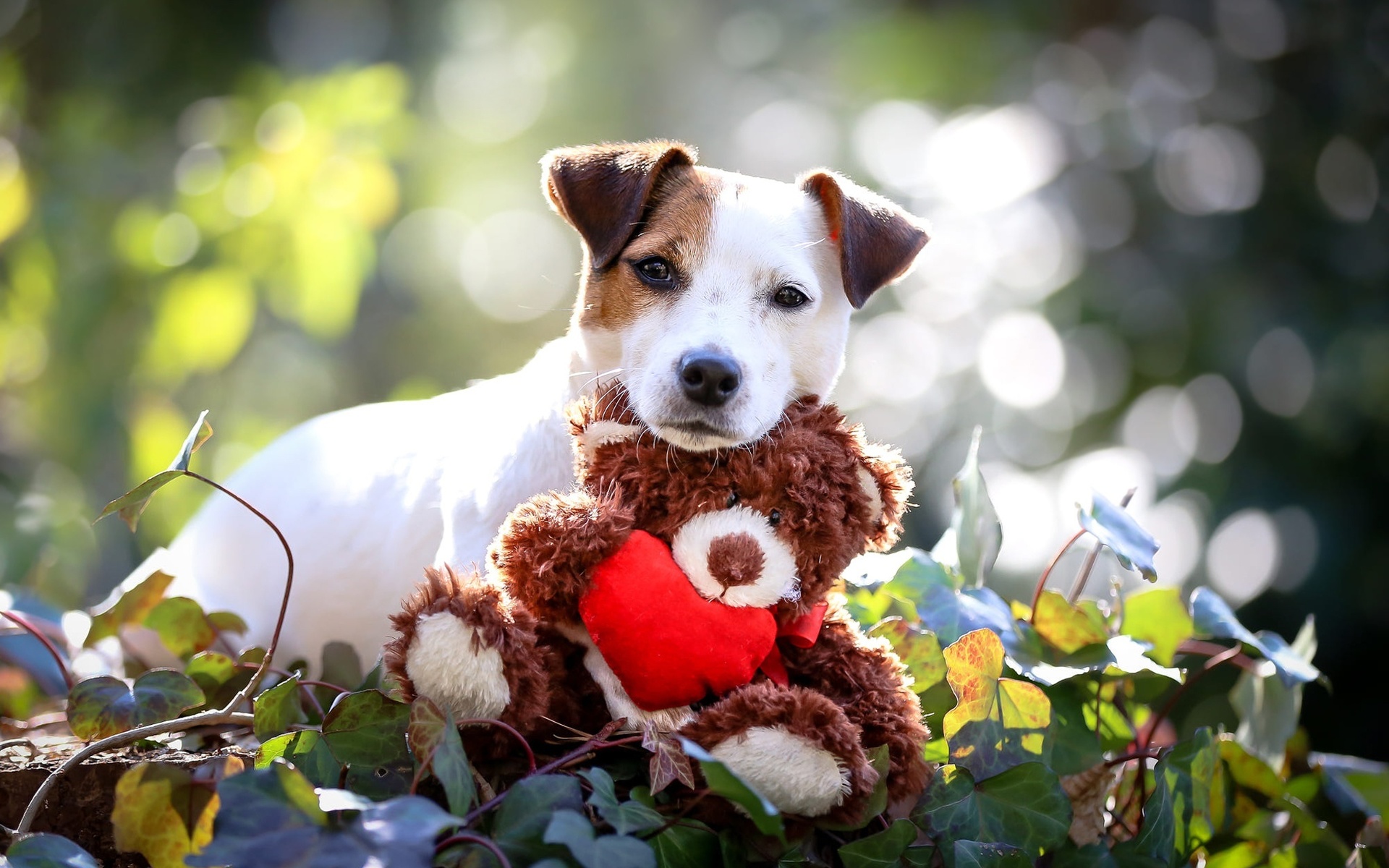 Jack Russell Terrier Dog, Toy, Pets, Puppy, Dogs, Cute - Jack Russell Terrier - HD Wallpaper 