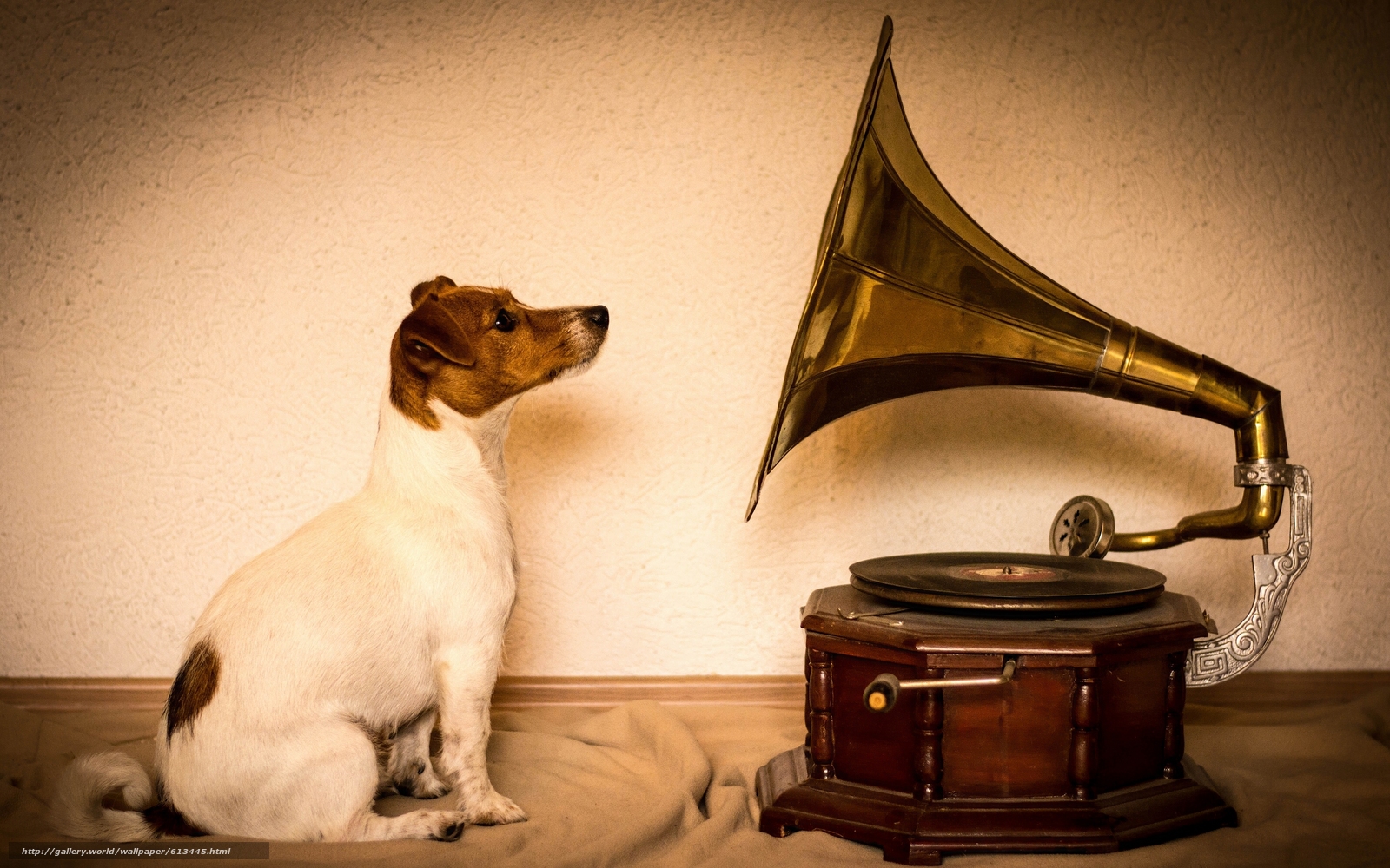 Download Wallpaper Jack Russell Terrier, Dog, Gramophone - Gramophone Dog - HD Wallpaper 