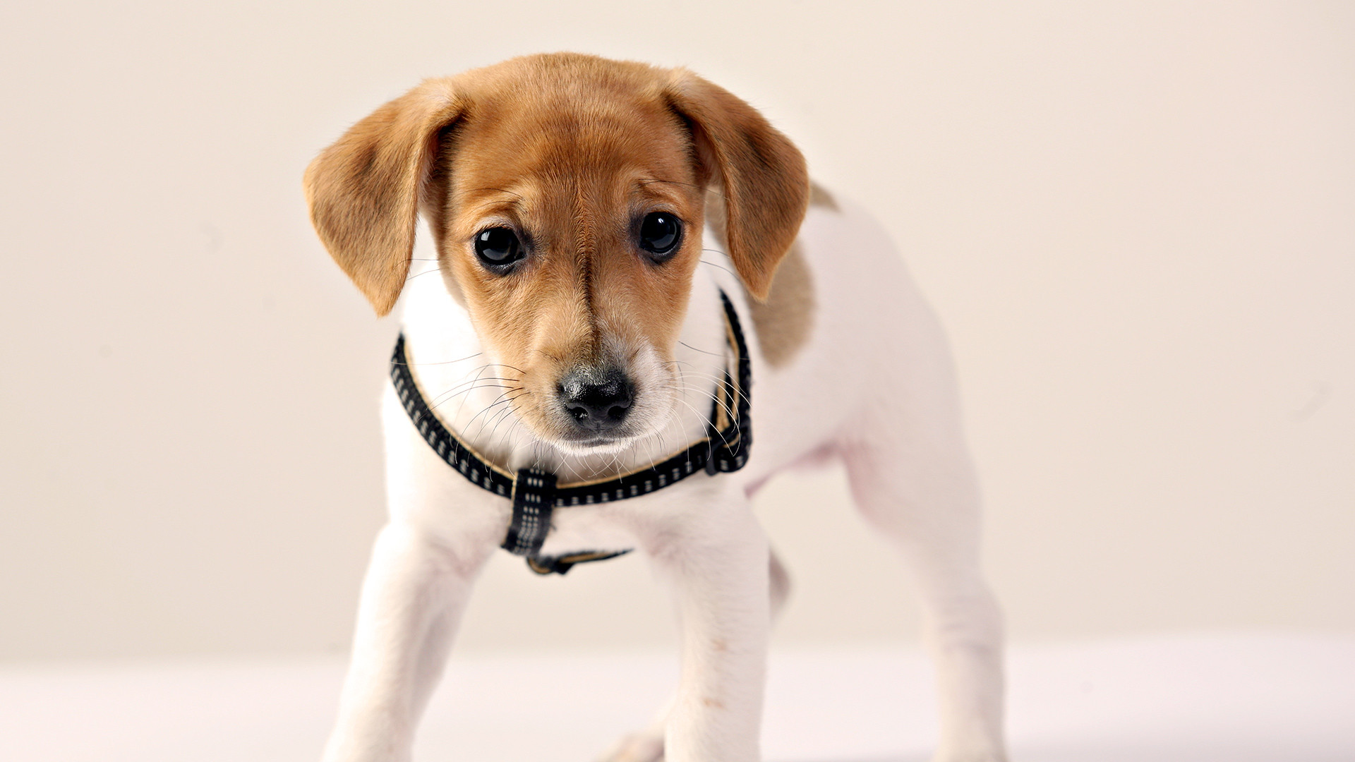 Wallpaper Puppy Jack Russell Terrier Dogs Animals 
 - Slike Pasa Za Pozadinu - HD Wallpaper 