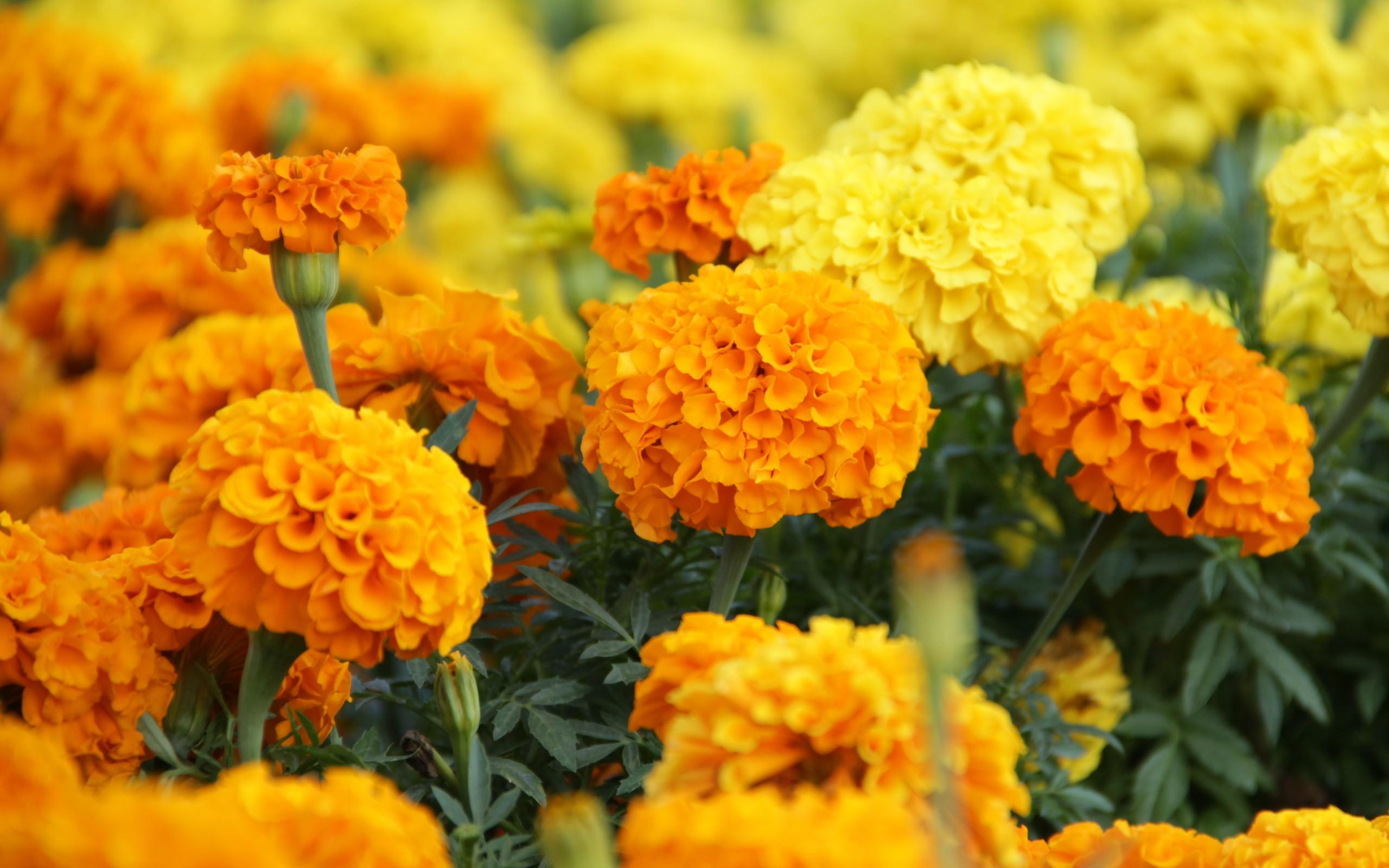 Marigold Backgrounds, Compatible - Marigold Flower Images Hd - HD Wallpaper 