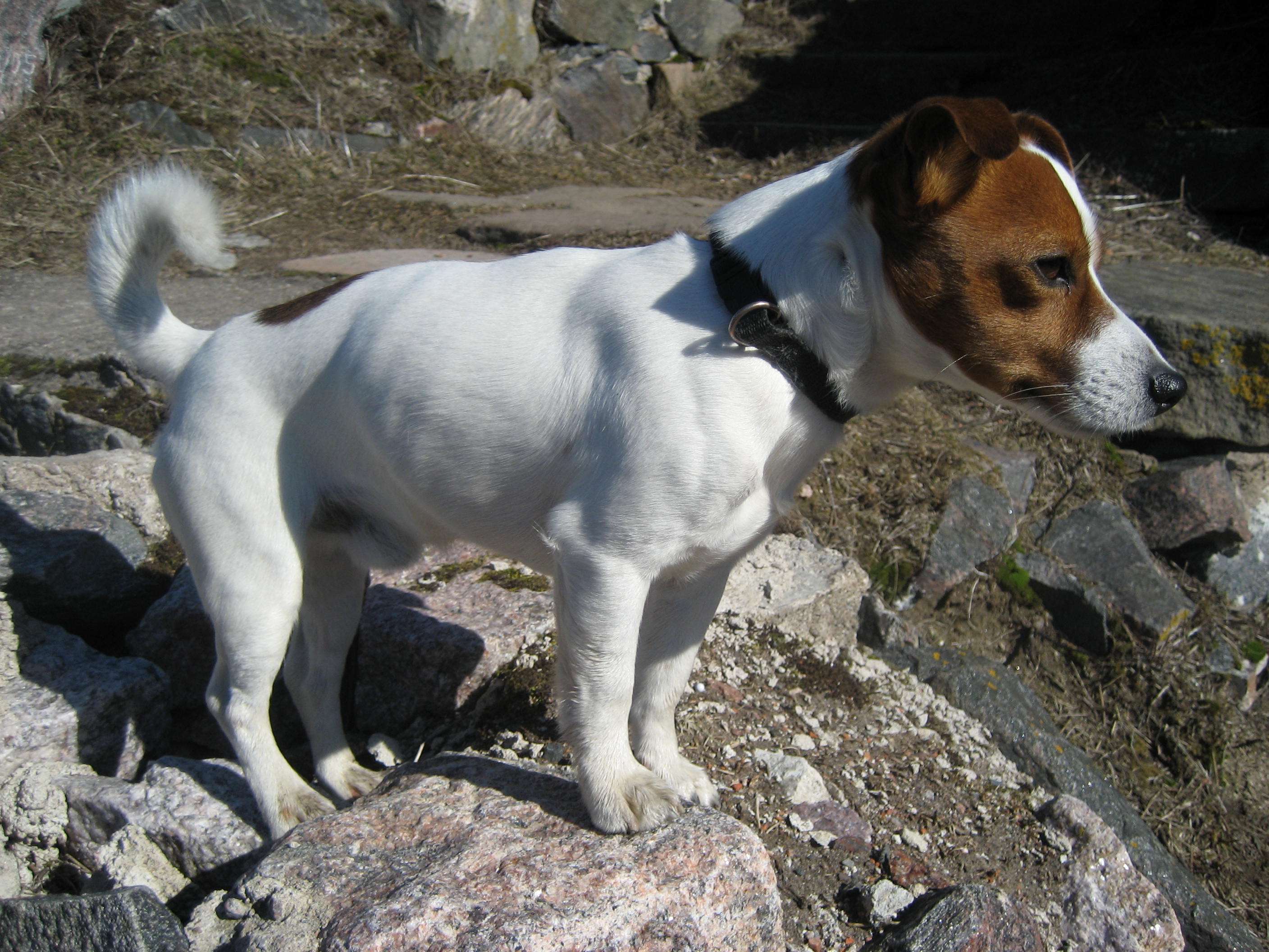 Jack Russell Terrier Dog On The Mountain Wallpaper - Jack Russell Best Breed - HD Wallpaper 