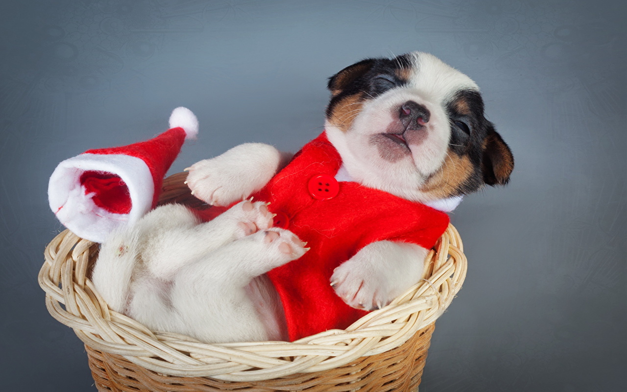 Dog Christmas Wallpaper Desktop - HD Wallpaper 