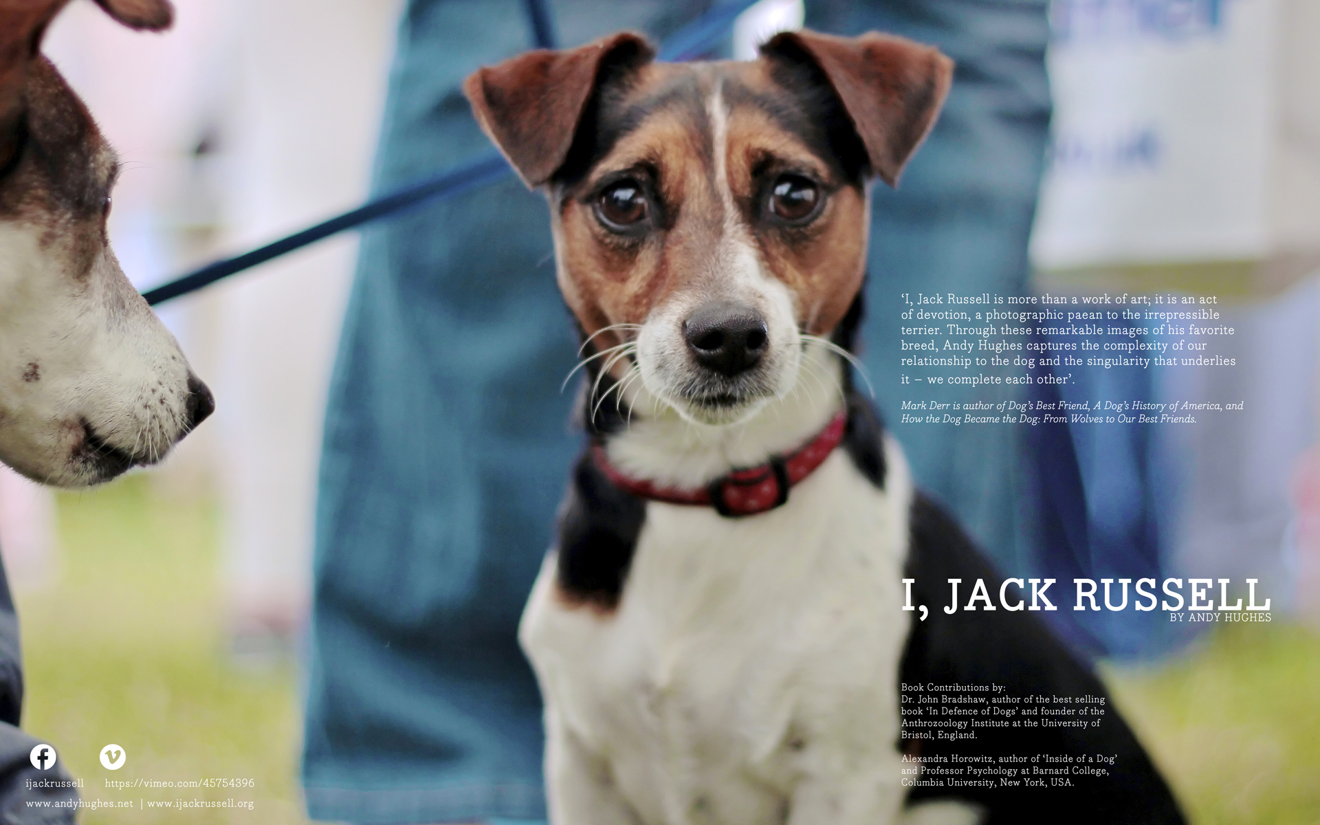 I, Jack Russell: A Photographer And A Dog's Eye View - HD Wallpaper 