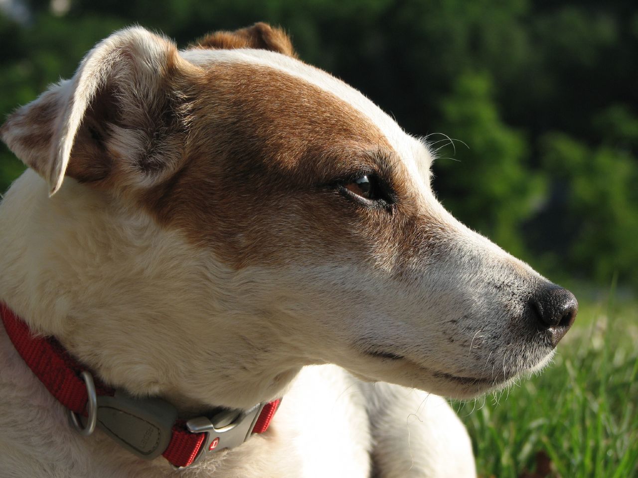 Jack Russell Terrier - HD Wallpaper 