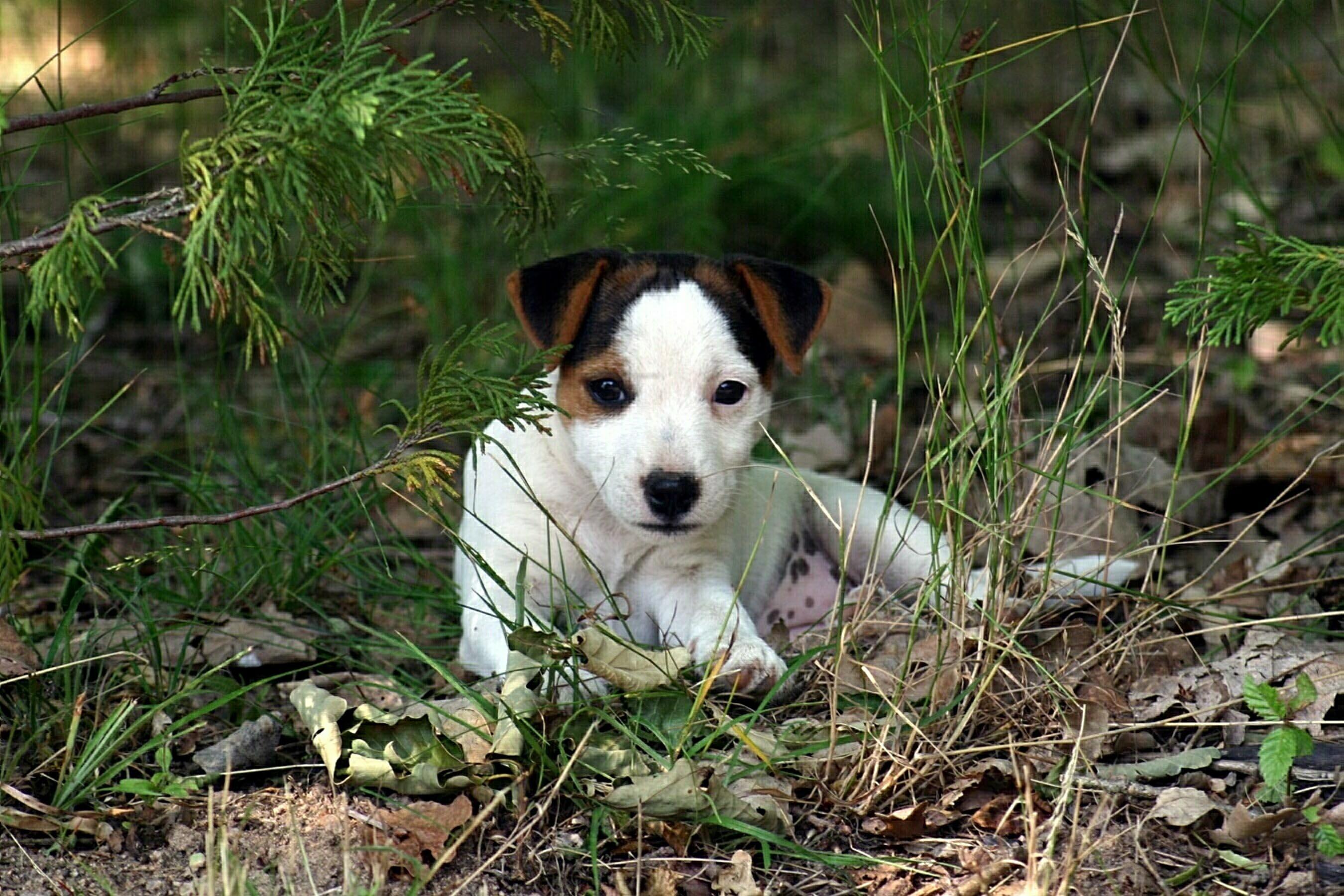Cute Parson Russell Terrier Dog Wallpaper - Parson Russell Terrier Cute - HD Wallpaper 