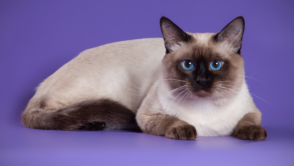 Thai, Thaicat, Thai Cat, Thai Cats, Siamese, Old Style - Thai Cat Old Style Siamese - HD Wallpaper 