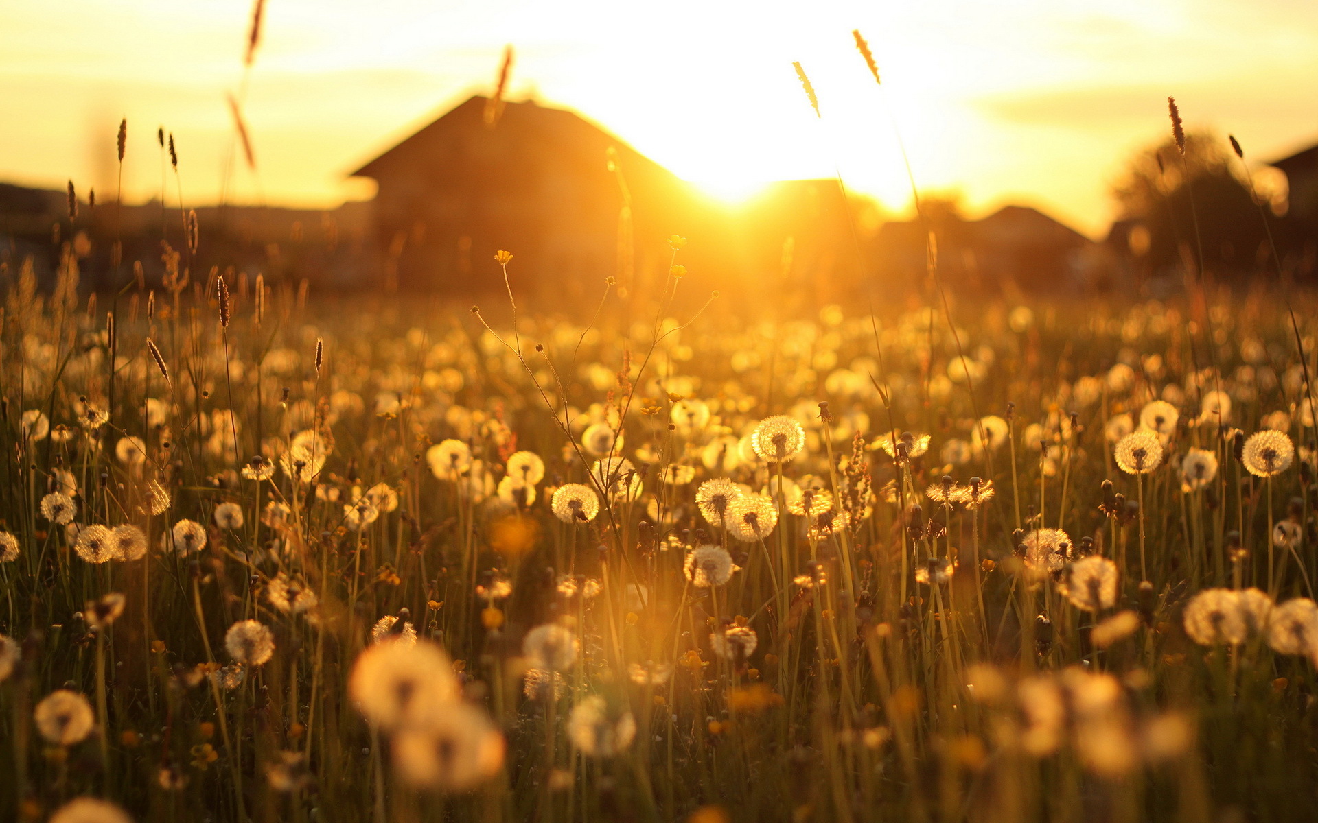 Dandelion Field Sunset - HD Wallpaper 
