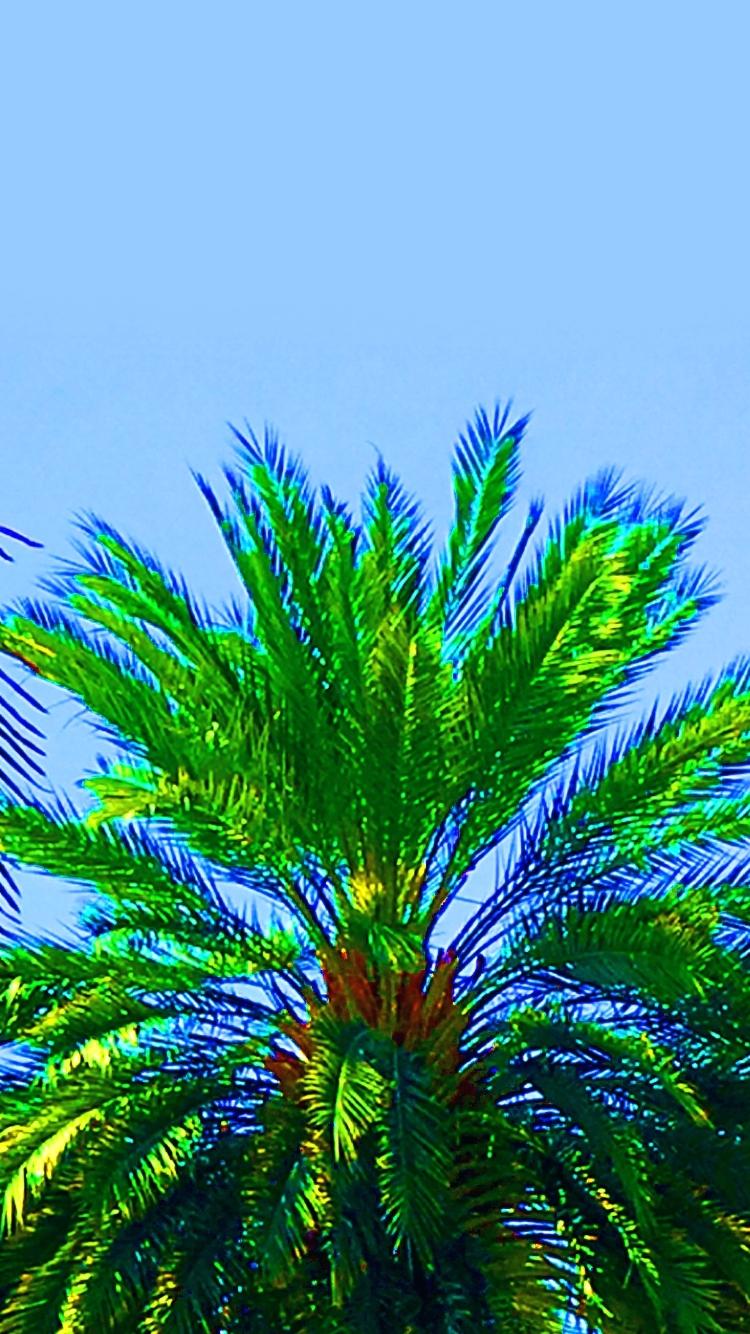 Desktop Wallpaper Tumblr - Attalea Speciosa - HD Wallpaper 