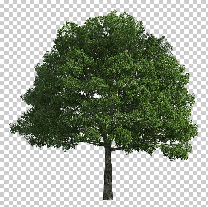 Tree Png, Clipart, 3d Computer Graphics, Branch, Desktop - Basketball Hoop Transparent Background - HD Wallpaper 