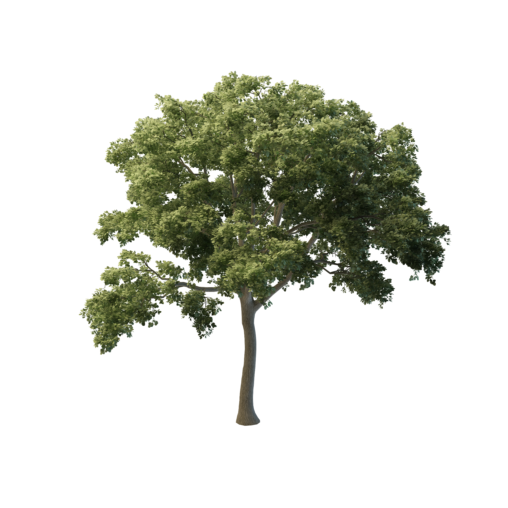 Img Definition, 3d Trees - Trees For Photoshop Png - HD Wallpaper 