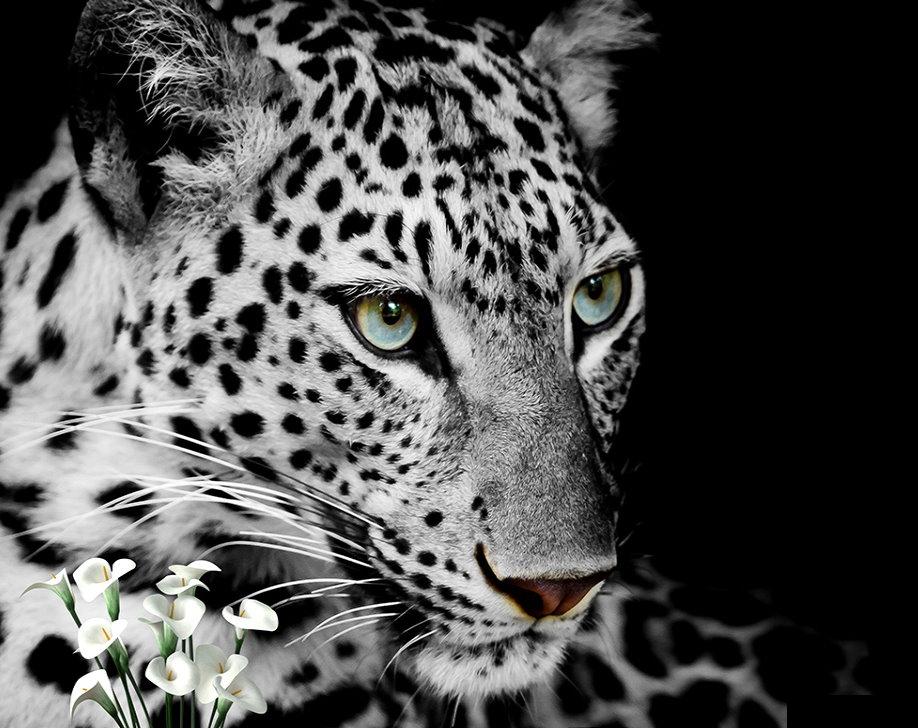 Leopard With Large Eyes Black And White - HD Wallpaper 