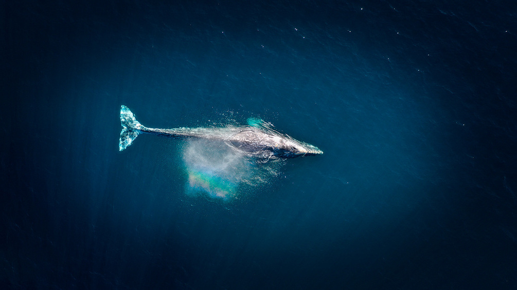 Wall Mural Water, Underwater And Marine Biology - Whale From Sky View - HD Wallpaper 