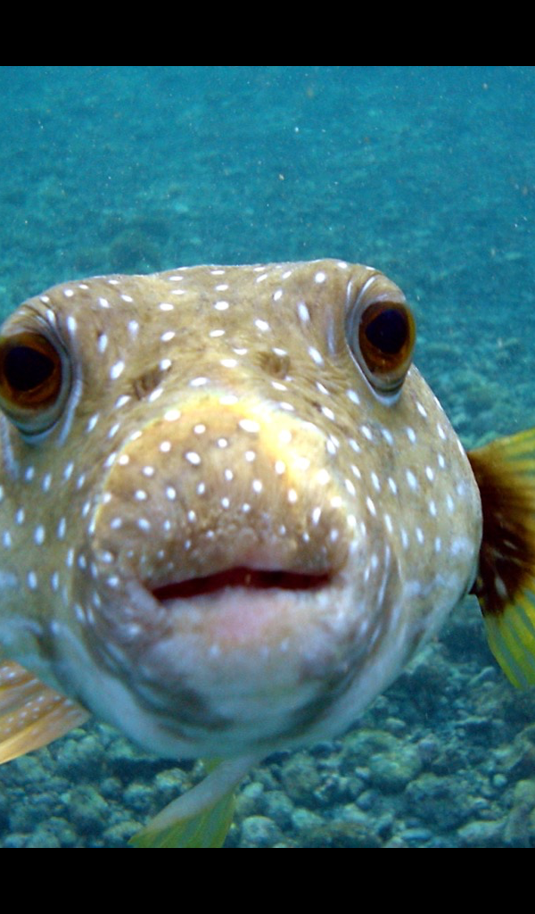 Puffer Fish - HD Wallpaper 