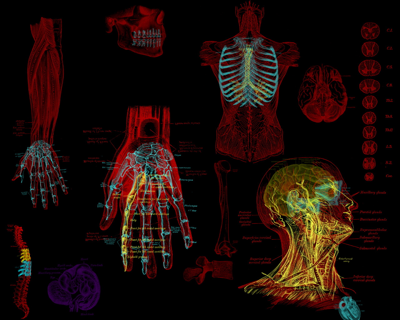 Http - //www - Infohow - Org/wp Body - Human Body Wallpaper Hd - 1280x1024 Wallpaper Http - //www - Infohow - Org/wp Body - Human Body Wallpaper Hd - 1280x1024 Wallpaper