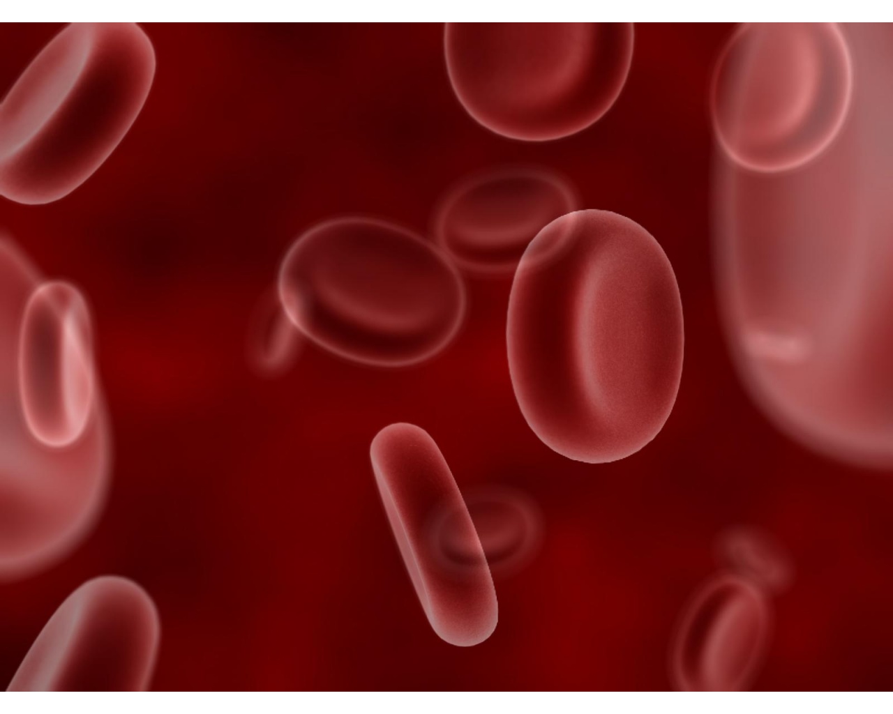 Blood Biology - Red Blood Cells - HD Wallpaper 