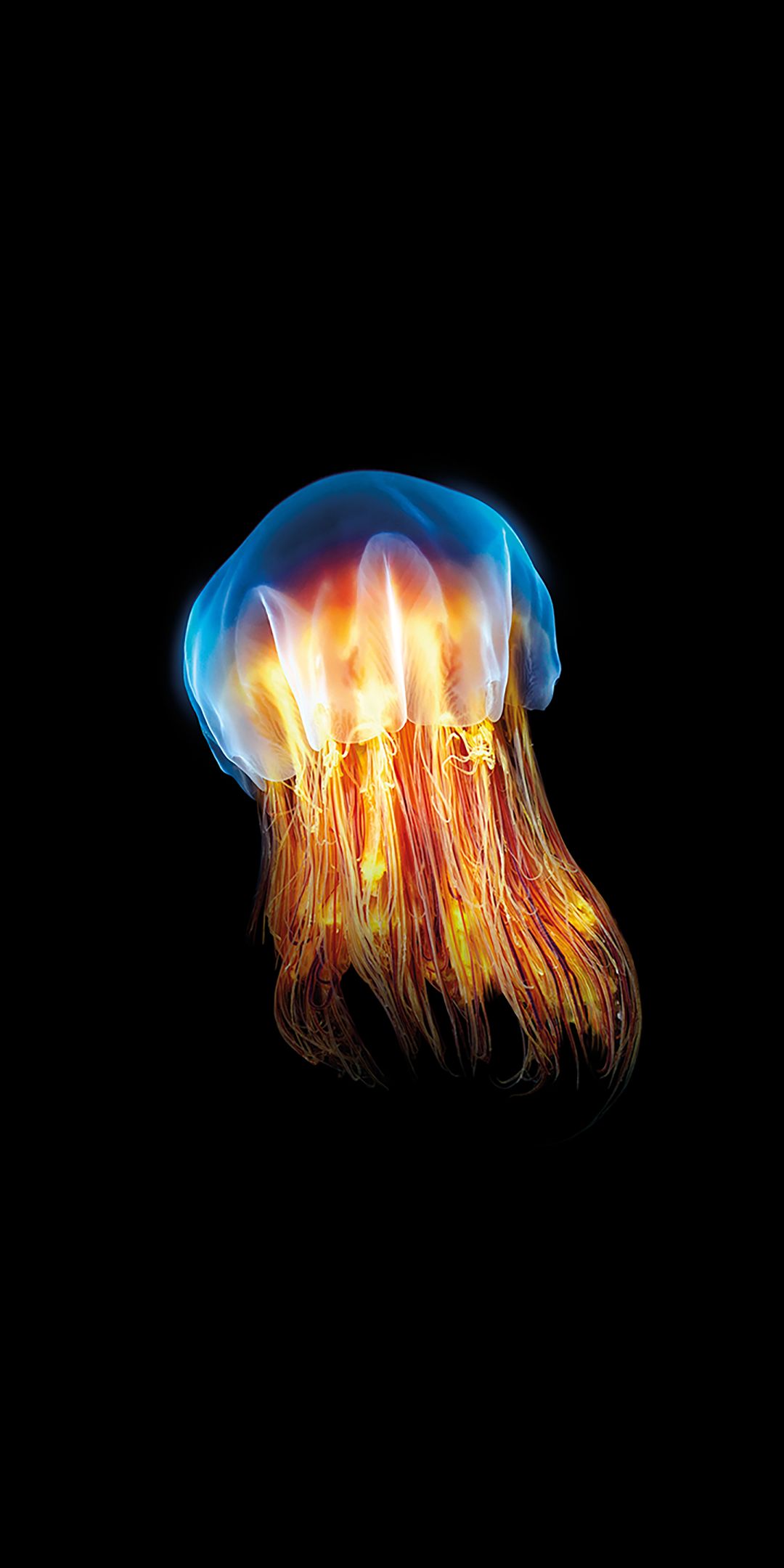Black Amoled Wallpaper Hd 248 - Amoled Phone Wallpaper Jellyfish - HD Wallpaper 