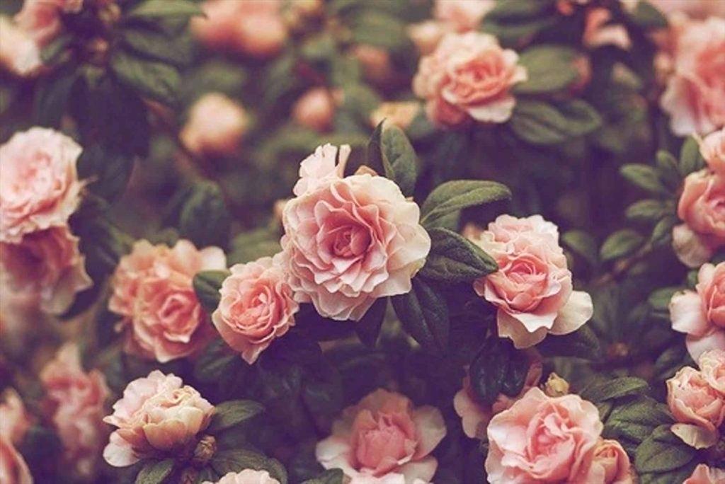 Vintage Flower Background - HD Wallpaper 