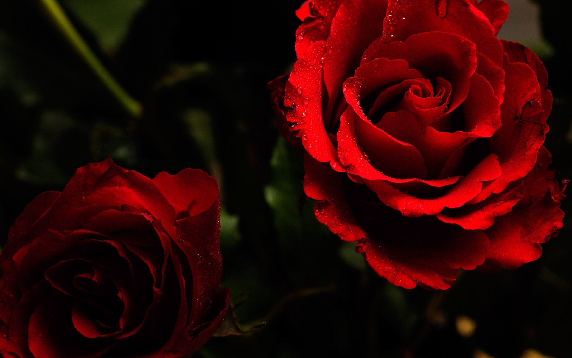 Beautiful Roses Wallpapers Funmag d Rose Live Wallpaper - High Resolution Rose  Background - 1920x1200 Wallpaper 