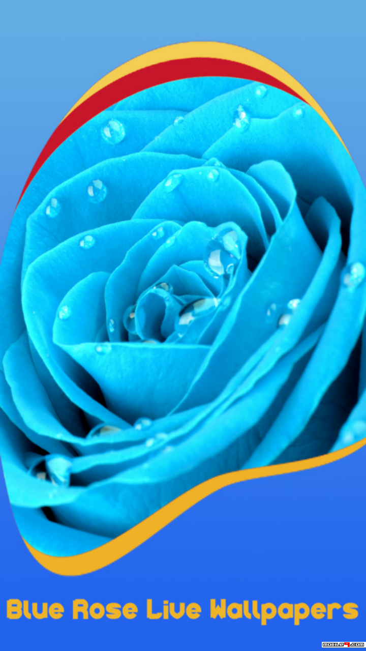 Turquoise Roses With Water Drops - HD Wallpaper 