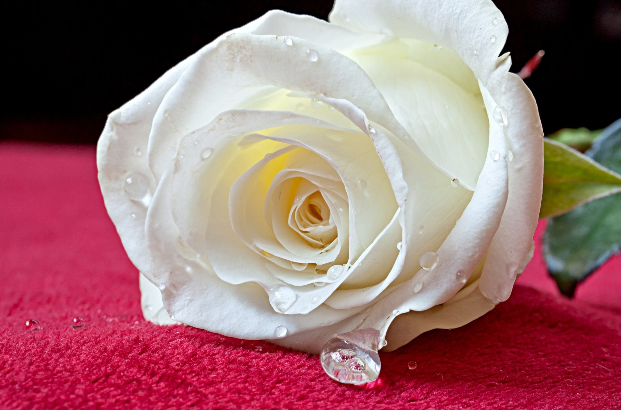 White Rose Live Wallpaper Android Apps On Google Play - White Rose Images Free Download - HD Wallpaper 