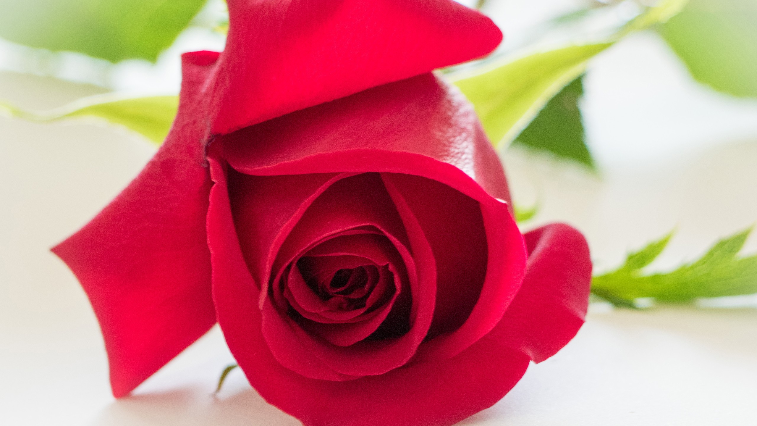 Garden Of Sunnah - HD Wallpaper 