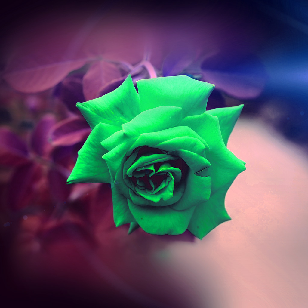 Love Wallpaper Nature Flower Hd - HD Wallpaper 