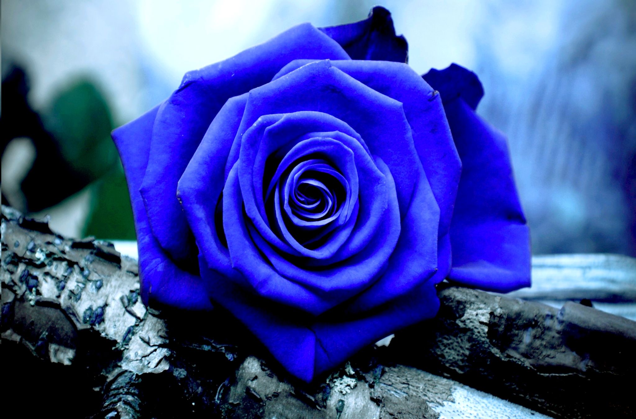 Blue Rose Image Download - HD Wallpaper 