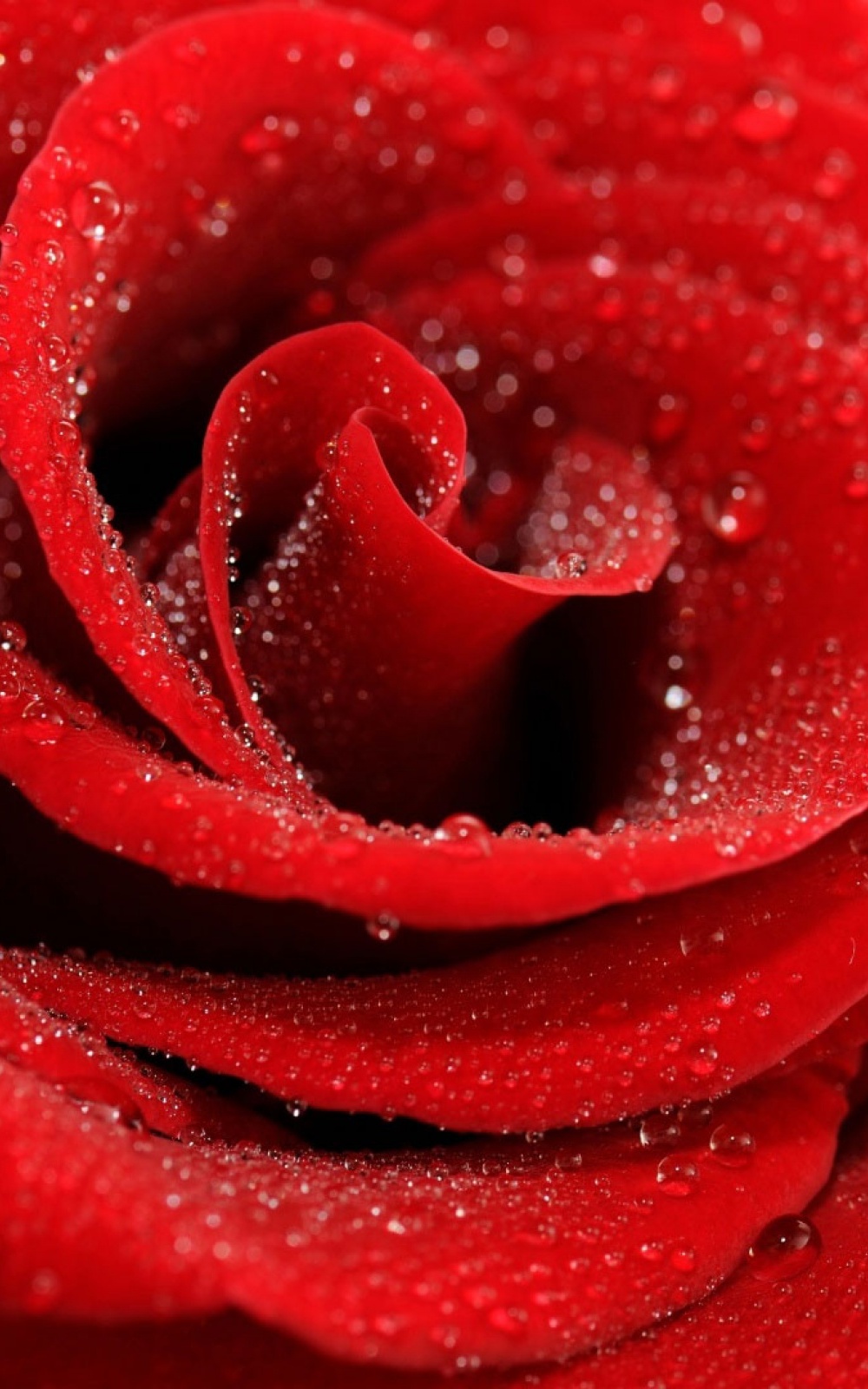 Red Rose Wallpaper Download - Red Iphone Wallpaper Roses - 1000x1600  Wallpaper 