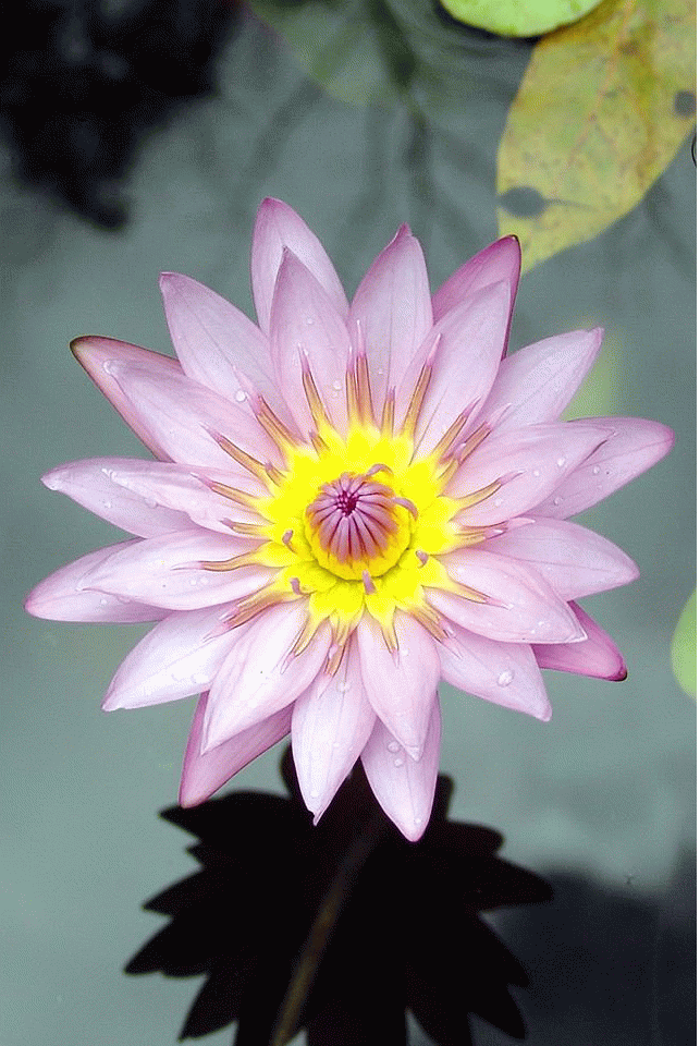 Screensavers Wallpapers Gratuits Pour Iphone Gifs Flores Flower Gif Wallpaper Iphone 640x960 Wallpaper Teahub Io Screensavers Wallpapers Gratuits Pour Iphone Gifs Flores Flower Gif Wallpaper Iphone 640x960 Wallpaper Teahub Io