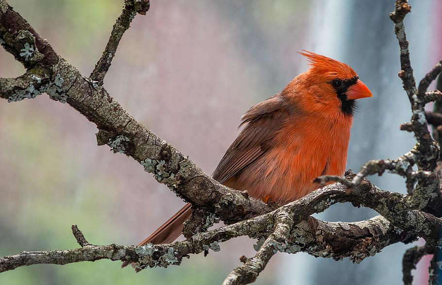 Cardinal, Songbird, Male, Plumage, Bird Breeding, Animal - Northern Cardinal - HD Wallpaper 