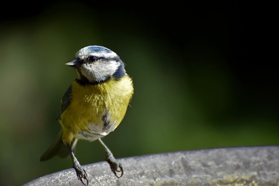 Yellow And White Bird Against Green Background, Blue - Pesquisa Passaros - HD Wallpaper 