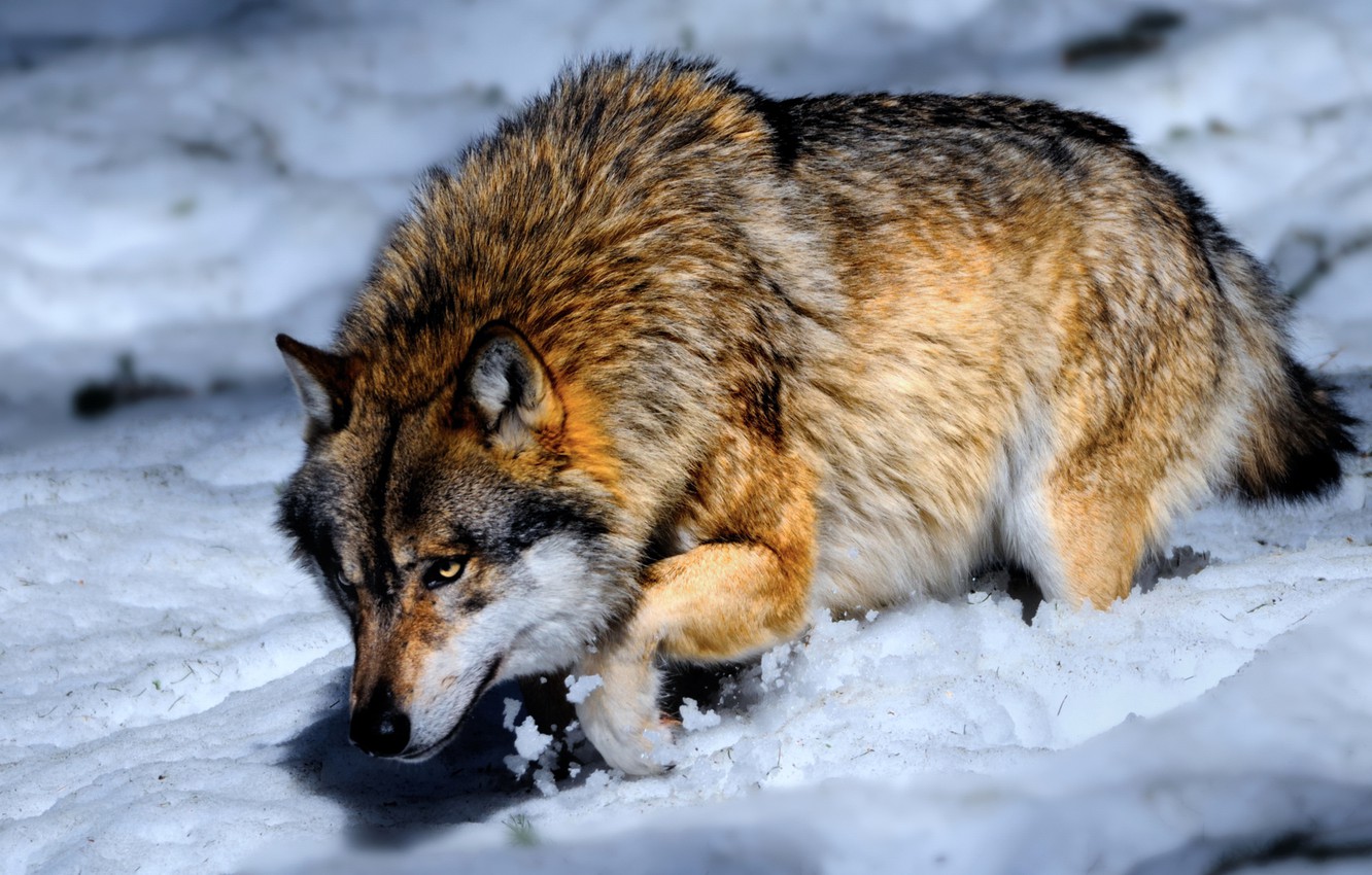 Photo Wallpaper Snow, Wolf, Concentration, Hunting - Wolf Hunting - HD Wallpaper 