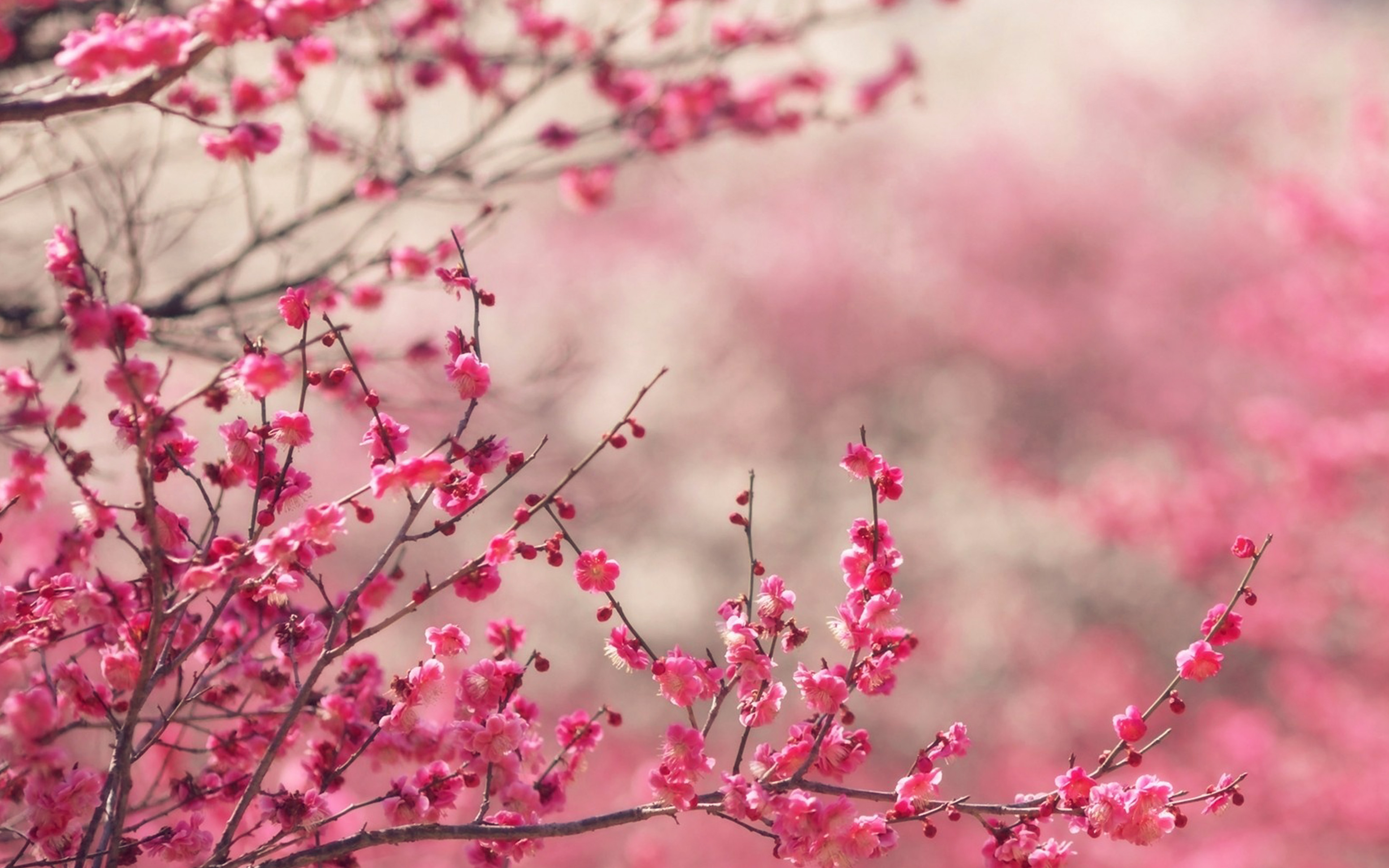 Spring Pictures Wallpaper - HD Wallpaper 