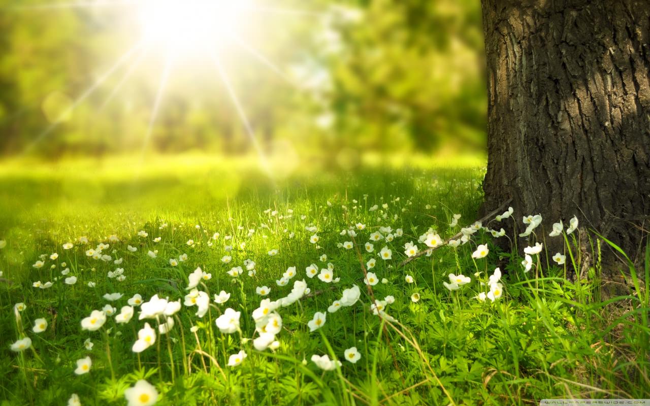 Spring Backgrounds, Wallpapers, Images, Pictures Design - HD Wallpaper 