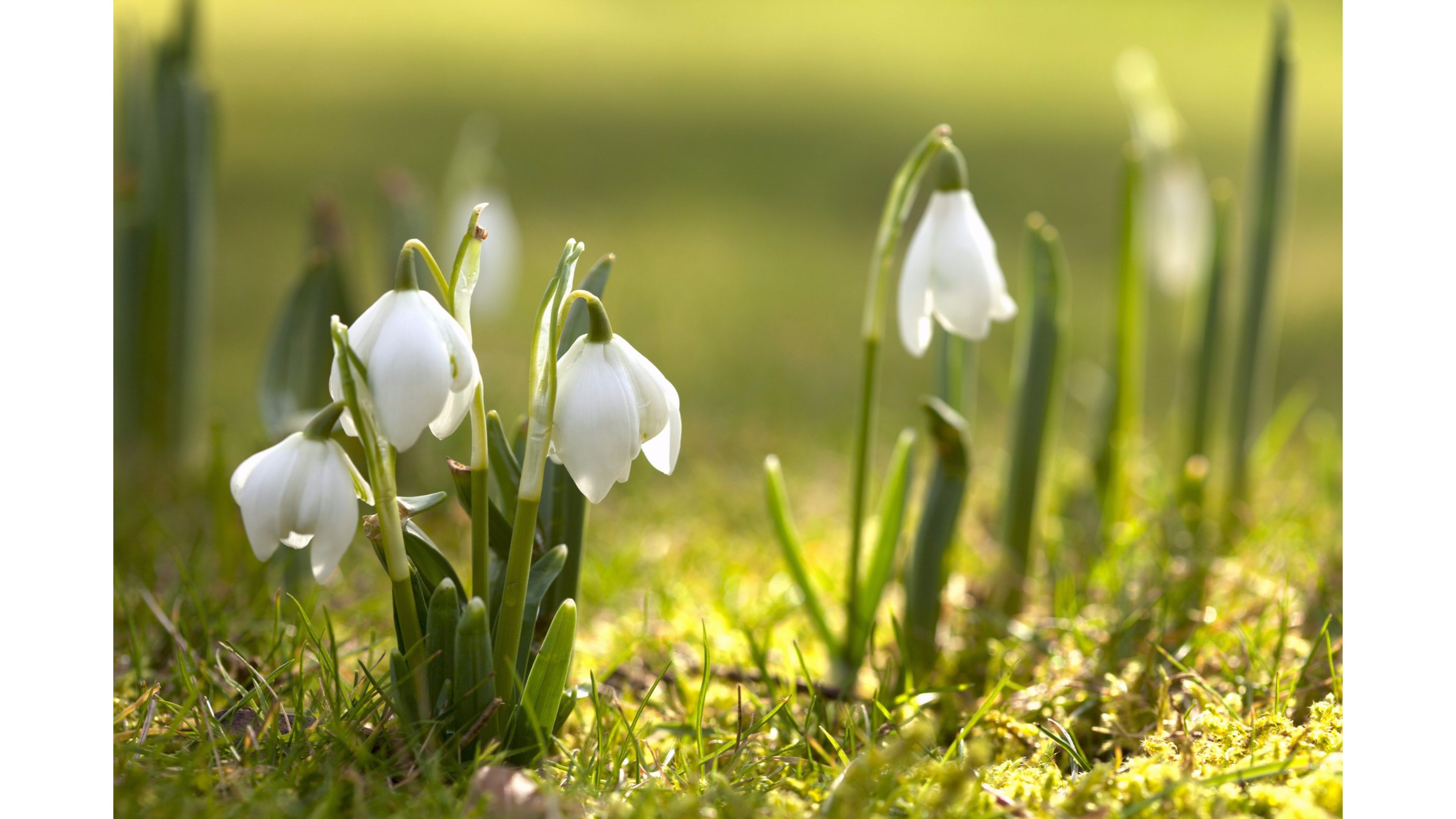 Spring Flowers In The Sun - HD Wallpaper 