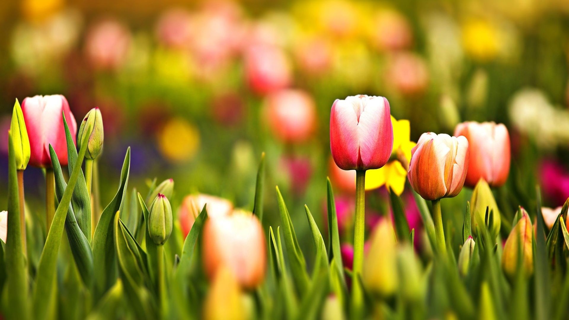 1920x1080, Tulips Wallpapers For Desktop - Desktop Background Tulip - HD Wallpaper 