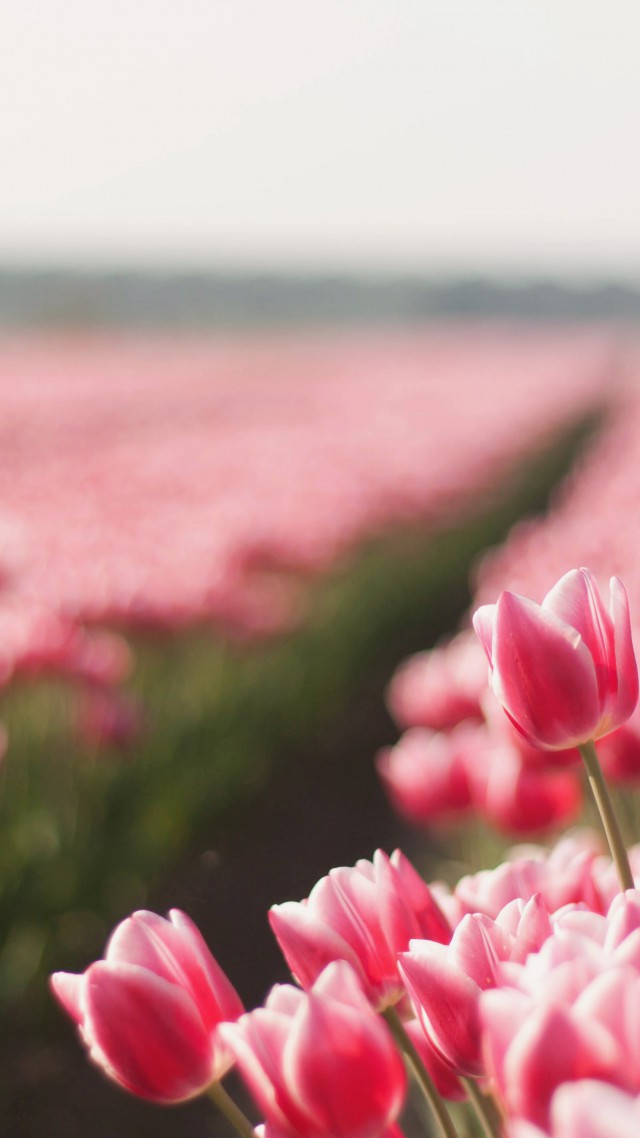 Tulip, 4k, Hd Wallpaper, Spring, Flower, Field - Tulip Background For Laptop - HD Wallpaper 