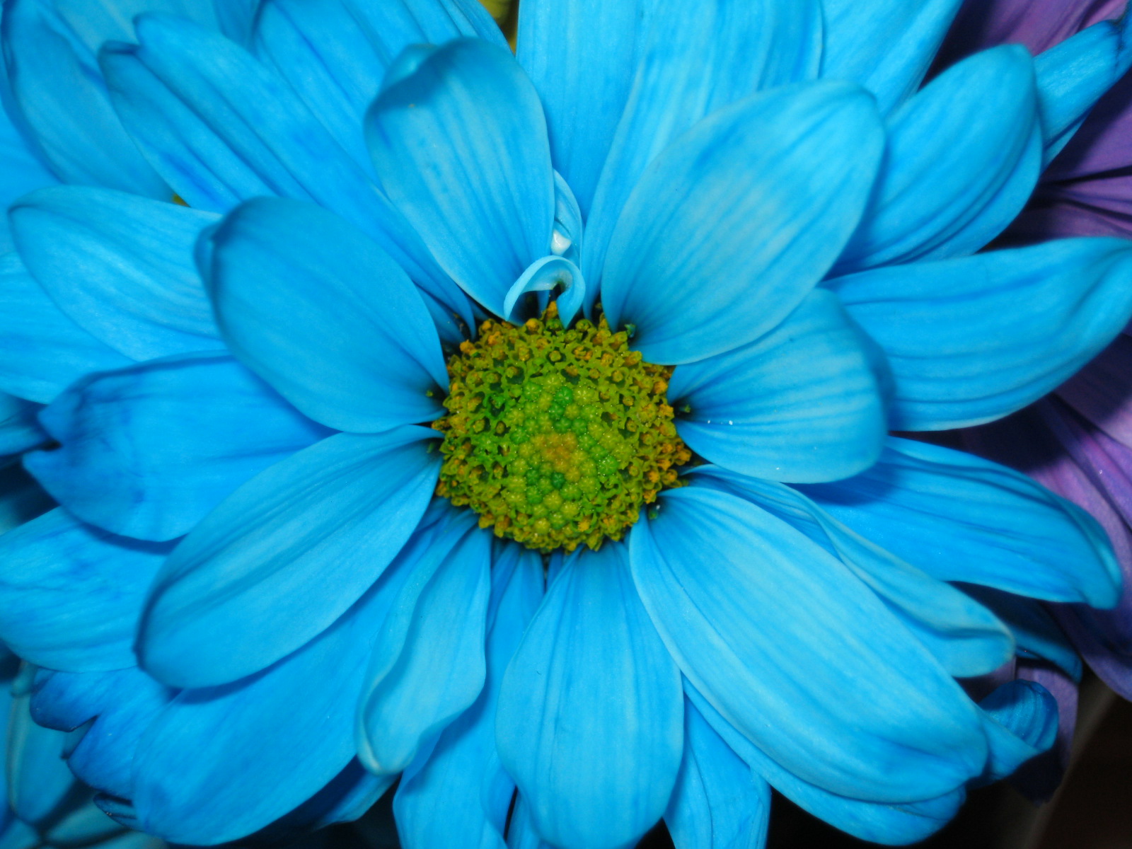 Zoomed In Pictures Of Flowers 1600x1200 Wallpaper teahub.io