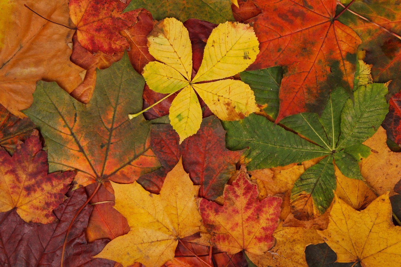 Orange And Brown Leaves - HD Wallpaper 