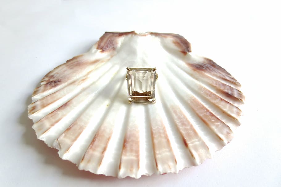 Vintage, Scallop, Shell, Sea, Beach, Holiday, Vacation, - Kamskjell Med Perle - HD Wallpaper 
