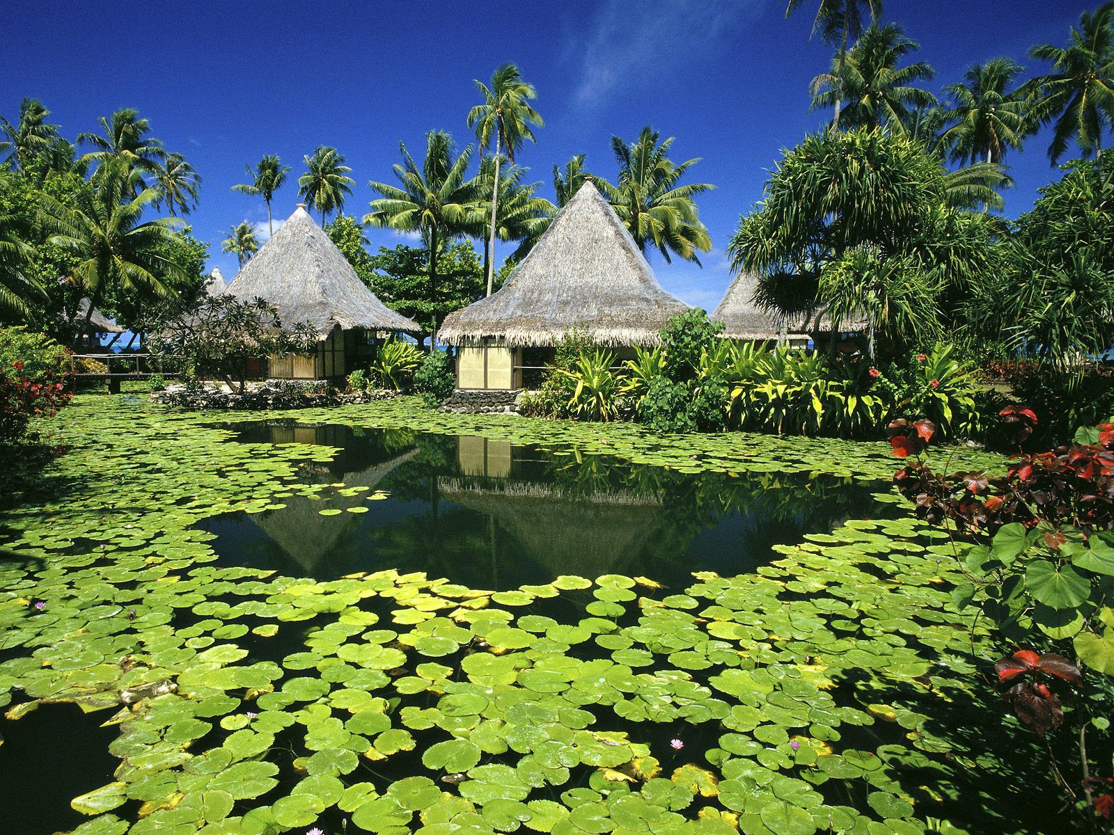 French Polynesia Nature - HD Wallpaper 