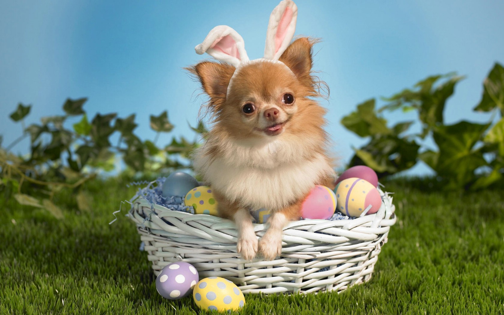 National Wallpaper - Easter Chihuahua - HD Wallpaper 