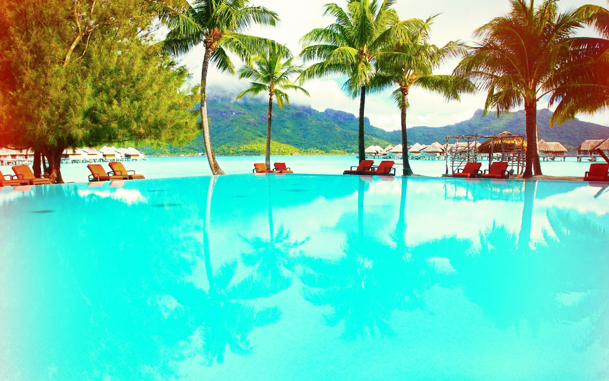 Attalea Speciosa - HD Wallpaper 